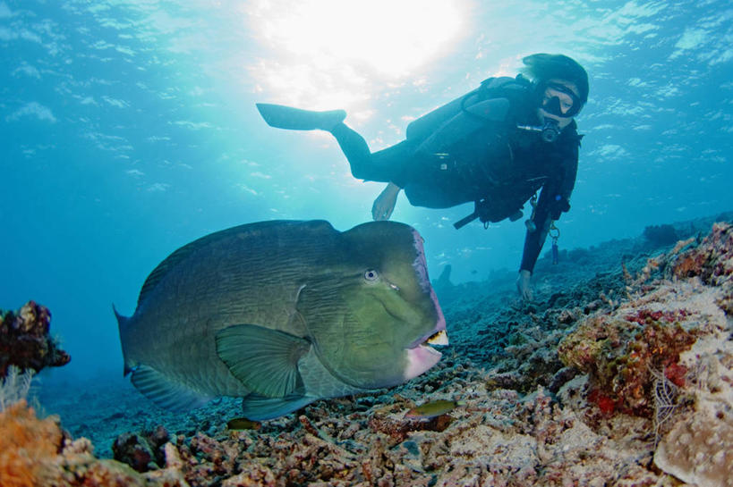 西方人,成年人,中年人,一个人,横图,镜头眩光,水下,野生动物,欧洲,马来西亚,欧洲人,亚洲,仅一个女性,仅一个人,鱼类,动物,仅一个中年女性,摄影,东南亚,物种,隆头鱼,婆罗洲岛,水中呼吸器,马来西亚联邦,沙巴州,濒危物种,西里伯斯海,女人,女性,中年女性,白种人,暗礁,彩图,诗巴丹岛,水肺潜水,极危物种