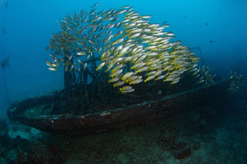 无人,横图,水下,船,野生动物,马来西亚,亚洲,一群,许多,鱼群,很多,教育,鱼类,教,摄影,东南亚,笛鲷,海难,婆罗洲岛,失事,马来西亚联邦,沙巴州,彩图