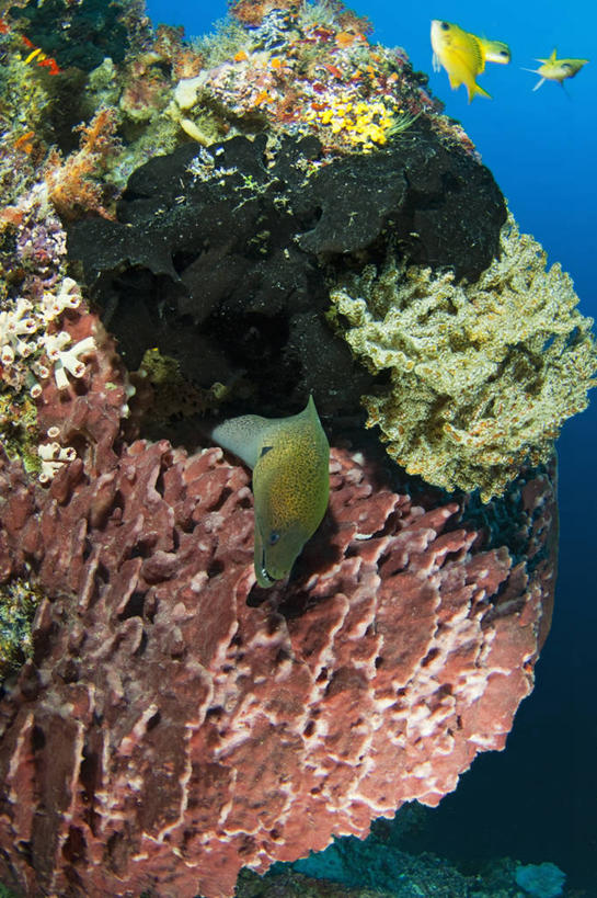 无人,竖图,水下,野生动物,马来西亚,亚洲,珊瑚,海鳗,鱼类,摄影,东南亚,婆罗洲岛,马来西亚联邦,沙巴州,西里伯斯海,暗礁,彩图,诗巴丹岛