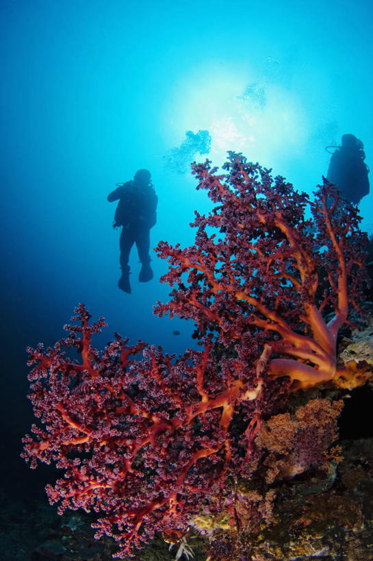 两个人,竖图,镜头眩光,水下,太阳,马来西亚,亚洲,海洋生物,无脊椎动物,潜水,摄影,东南亚,腔肠动物,软珊瑚,剪影,婆罗洲岛,珊瑚虫,水中呼吸器,马来西亚联邦,沙巴州,西里伯斯海,彩图,诗巴丹岛,水肺潜水