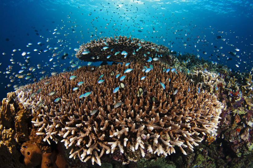 无人,横图,水下,马来西亚,亚洲,一群,许多,鱼,鱼群,珊瑚,很多,教育,鱼类,海洋生物,教,摄影,东南亚,雀鲷,硬珊瑚,水生动物,水生物,海底动物,婆罗洲岛,马来西亚联邦,沙巴州,西里伯斯海,彩图,诗巴丹岛,鳃鱼