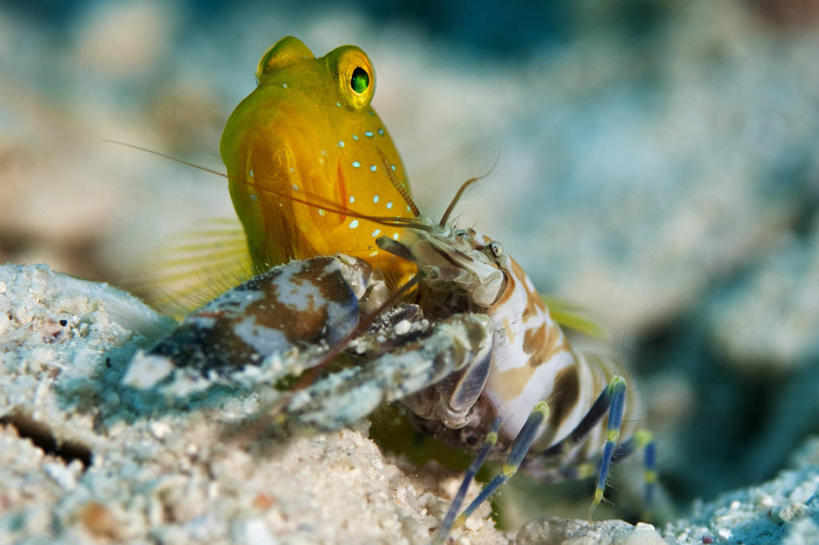 无人,横图,水下,野生动物,马来西亚,亚洲,斑点,鱼类,动物,两只,摄影,东南亚,婆罗洲岛,式样,马来西亚联邦,沙巴州,彩图,共生关系