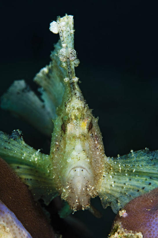 无人,竖图,水下,野生动物,马来西亚,亚洲,鱼类,摄影,东南亚,鲉,三棘带鲉,婆罗洲岛,马来西亚联邦,沙巴州,彩图