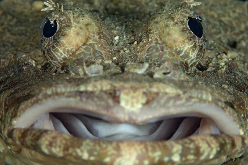 无人,横图,特写,水下,野生动物,马来西亚,亚洲,鱼类,螺丝,摄影,东南亚,伪装,婆罗洲岛,马来西亚联邦,沙巴州,彩图,鳄鱼鱼