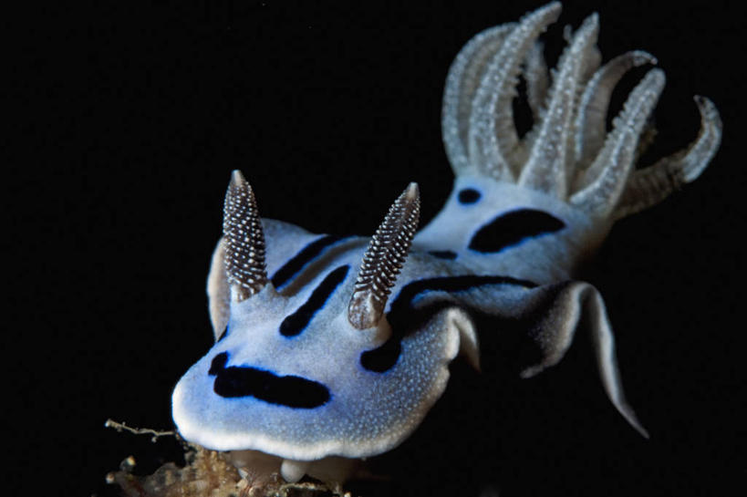 无人,横图,水下,野生动物,马来西亚,亚洲,海蛞蝓,贝类,海洋生物,摄影,东南亚,软体动物,海兔,水生动物,水生物,海底动物,海兔螺,婆罗洲岛,式样,马来西亚联邦,沙巴州,彩图