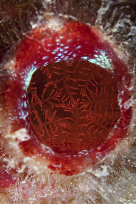 无人,竖图,抽象,水下,野生动物,马来西亚,亚洲,摄影,东南亚,海鞘,婆罗洲岛,马来西亚联邦,沙巴州,彩图