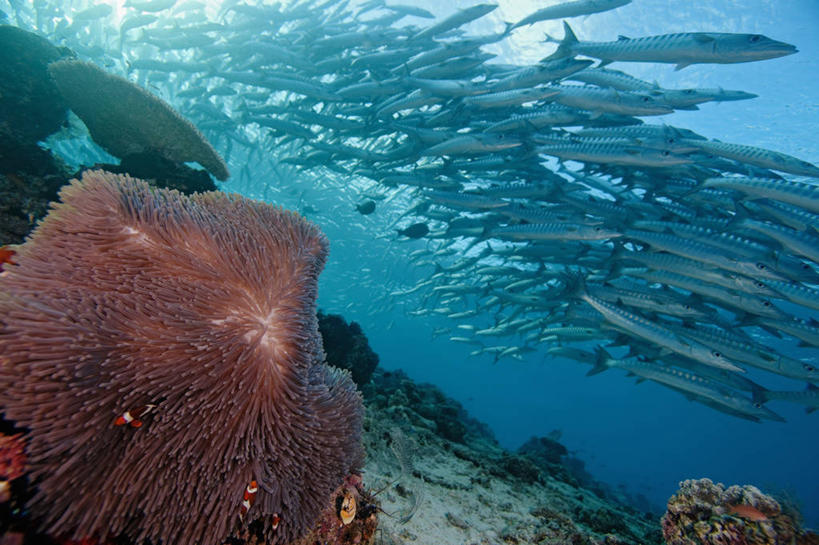 无人,横图,水下,海葵,野生动物,马来西亚,亚洲,一群,许多,鱼群,珊瑚,很多,教育,小丑鱼,鱼类,教,摄影,东南亚,多样,雀鲷,海葵鱼,梭鱼类,婆罗洲岛,马来西亚联邦,沙巴州,西里伯斯海,暗礁,彩图,诗巴丹岛