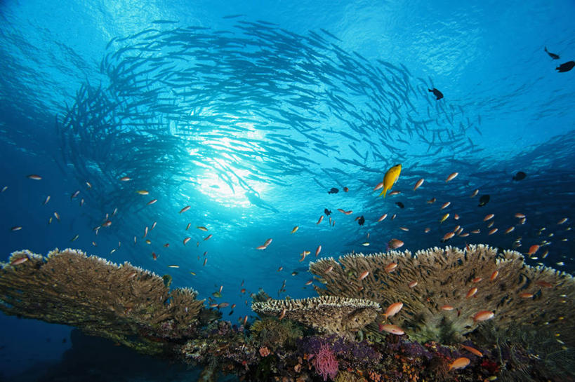 一个人,横图,镜头眩光,水下,野生动物,马来西亚,亚洲,一群,许多,鱼群,珊瑚,很多,教育,鱼类,教,摄影,东南亚,硬珊瑚,剪影,梭鱼类,婆罗洲岛,水中呼吸器,马来西亚联邦,沙巴州,西里伯斯海,宝石鱼,彩图,诗巴丹岛,水肺潜水