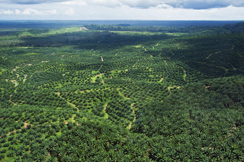 无人,横图,室外,白天,农业,农作物,棕榈树,马来西亚,亚洲,环保,树,摄影,东南亚,能源,回收,资源,利用,低碳,种植园,循环,持续,婆罗洲岛,马来西亚联邦,沙巴州,彩图,生物燃料,红树林