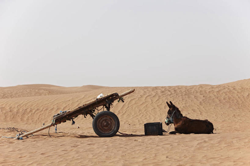 无人,横图,室外,白天,沙漠,非洲,摩洛哥,推车,沙丘,热,轮胎,摄影,驴子,撒哈拉沙漠,彩图,马笼头,动物行为