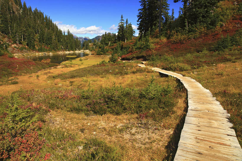 无人,横图,室外,白天,草地,瀑布,森林,美国,地形,小路,安静,摄影,木板路,宁静,华盛顿州,石南花,休闲活动,彩图,旅行,贝克尔山
