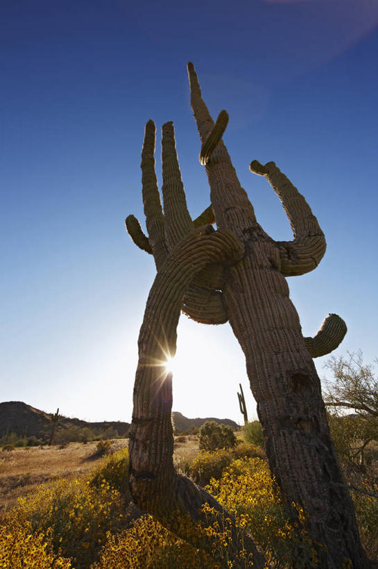 无人,竖图,室外,白天,镜头眩光,沙漠,太阳,仙人掌,美国,粗糙,摄影,亚利桑那,毛糙,彩图,粗拙