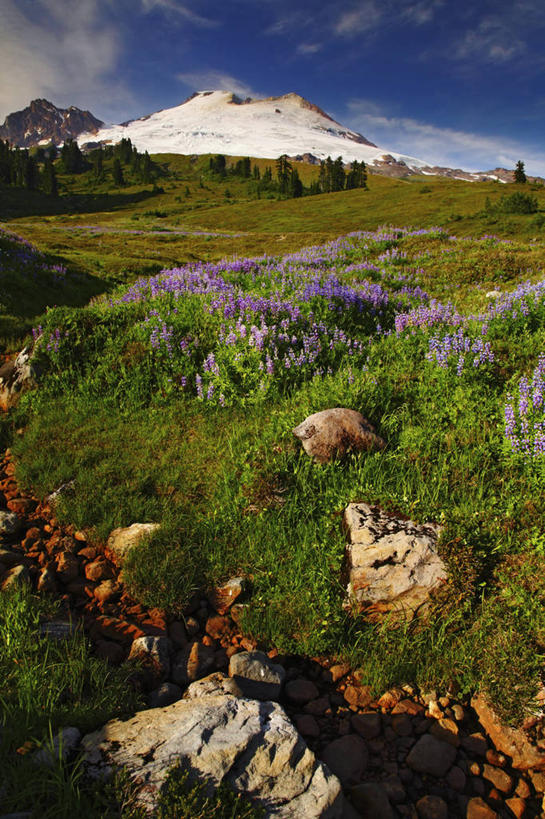 无人,竖图,室外,白天,草地,火山,山,美国,地形,野花,地标建筑,摄影,宁静,清新,冰河,华盛顿州,白羽扇豆,卡斯基德山脉,彩图,旅行,贝克尔山