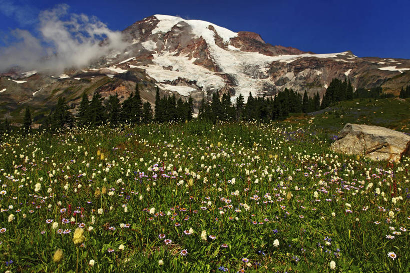 无人,公园,横图,室外,白天,草地,火山,华盛顿,美国,地形,野花,花,地标建筑,摄影,北美,北美洲,国家公园,美洲,冰河,华盛顿州,雷尼尔山国家公园,地貌,瑞尼尔山国家公园,常绿之州,常青州,北亚美利加洲,亚美利加洲,彩图,旅行,皮尔斯县