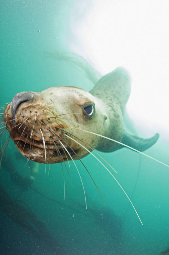 无人,竖图,鱼眼镜头,水下,美国,科学,冷饮,摄影,生物学,濒危物种,彩图