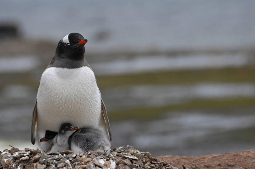无人,横图,室外,特写,白天,正面,企鹅,鸟类,鸟巢,小鸟,动物,思考,摄影,南极洲,巴布亚企鹅,乔治王岛,彩图