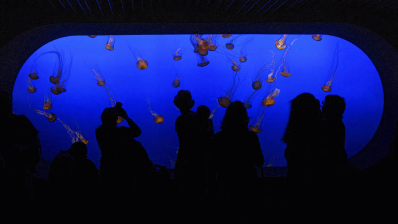 横图,室内,城市,美国,鱼缸,教育,动物,摄影,北美,北美洲,加利福尼亚,美洲,剪影,拜访,加州,洛杉矶,加利福尼亚州,金州,黄金州,北亚美利加洲,亚美利加洲,蒙特利海湾水族馆,天使之城,蒙市,蒙特利公园市,休闲活动,水母,彩图,旅行,美利坚合众国