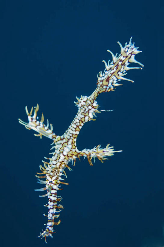 无人,竖图,水下,野生动物,菲律宾,斑点,鱼类,摄影,剃刀鱼,巴拉望,彩图