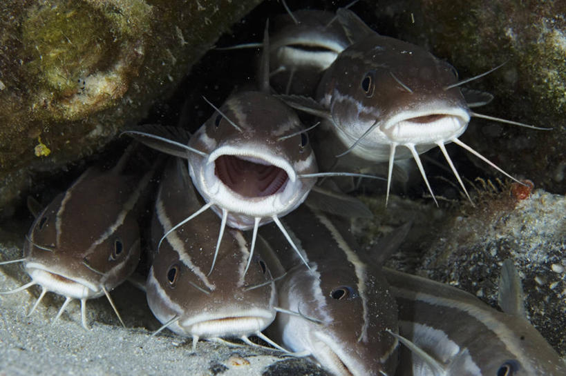 无人,横图,水下,鲶鱼,野生动物,菲律宾,条纹,鱼类,摄影,隐藏,巴拉望,彩图,动物行为