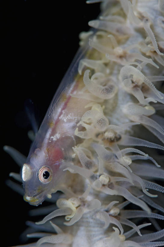 无人,竖图,特写,水下,野生动物,菲律宾,鱼类,摄影,虾虎鱼,巴拉望,彩图,动物行为