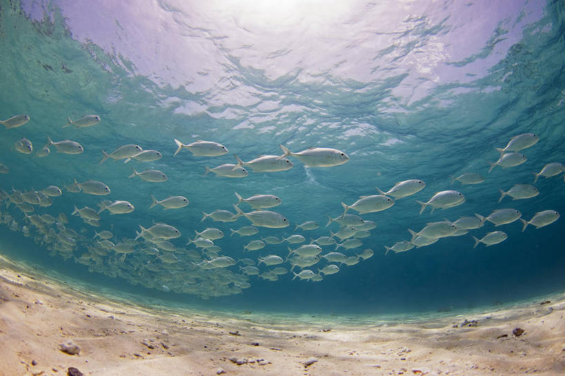 无人,横图,水下,野生动物,菲律宾,一群,许多,鱼群,很多,鱼类,摄影,鲹,巴拉望,彩图,大眼鲹