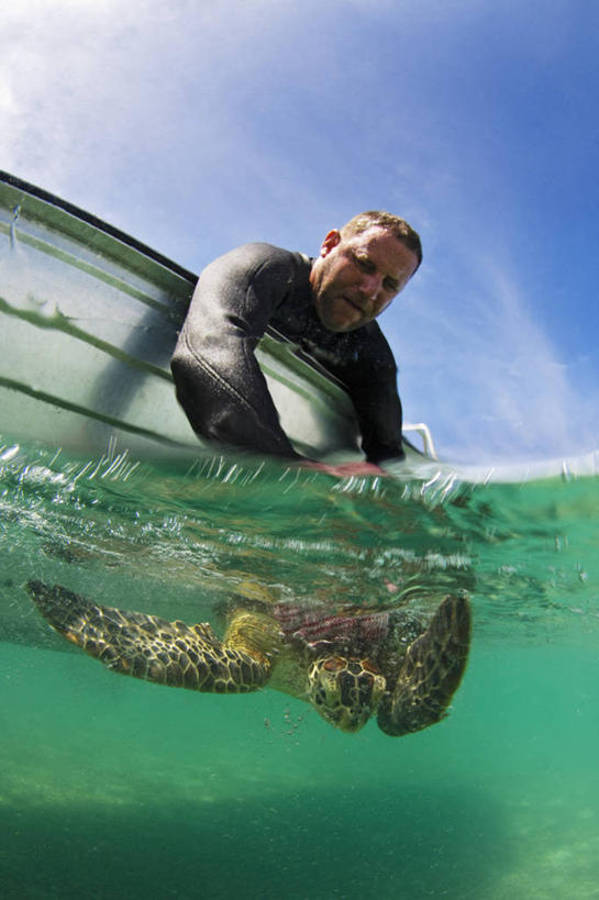 成年人,中年人,一个人,科学家,竖图,水下,野生动物,马来西亚,仅一个男性,仅一个人,仅一个中年男性,研究,南海,摄影,释放,环境保护,绿蠵龟,沙巴州,濒危物种,男人,男性,中年男性,海龟,彩图