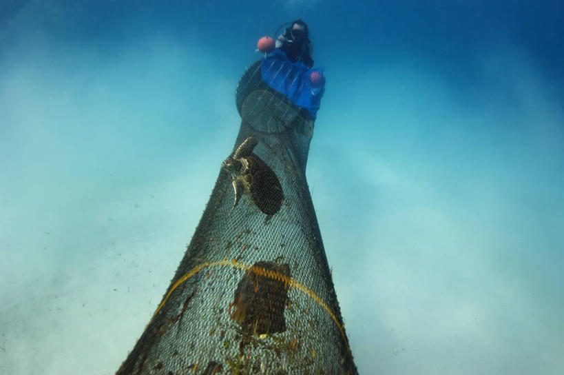 一个人,横图,渔业,水下,马来西亚,朦胧,模糊,摄影,鱼网,环境保护,绿蠵龟,婆罗洲岛,沙巴州,濒危物种,海龟,彩图,水肺潜水