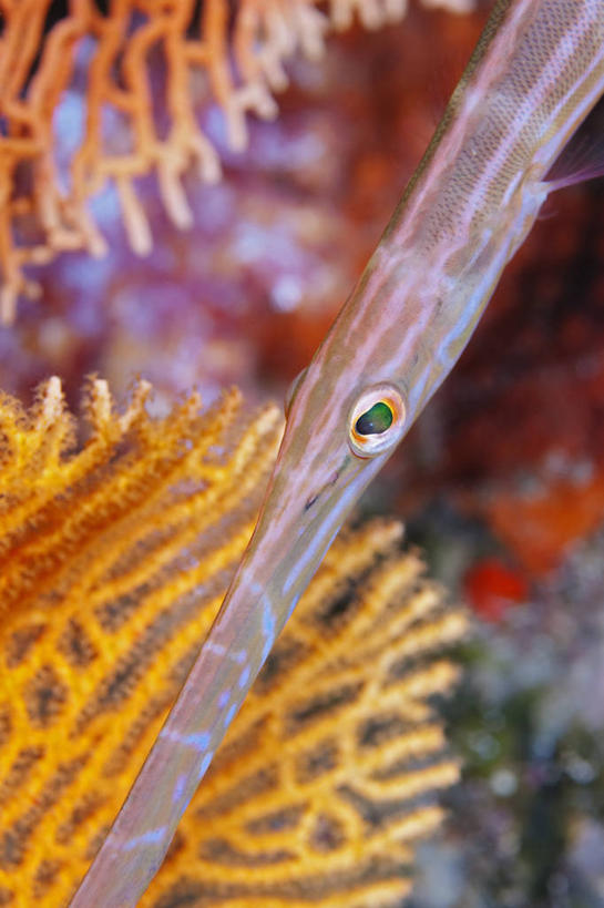 无人,竖图,特写,水下,野生动物,泰国,海洋生物,无脊椎动物,摄影,腔肠动物,柳珊瑚,软珊瑚,珊瑚虫,石帆,海团扇,斑点管口鱼,彩图