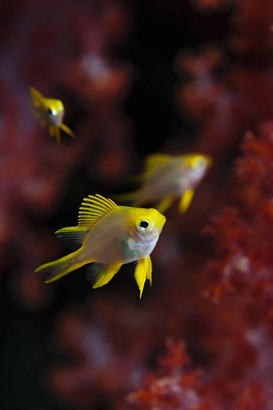 无人,竖图,水下,野生动物,泰国,鱼类,摄影,雀鲷,软珊瑚,彩图