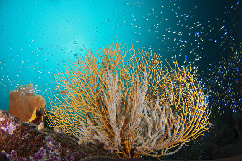 无人,横图,水下,野生动物,泰国,一群,许多,鱼群,很多,鱼类,海洋生物,无脊椎动物,摄影,腔肠动物,天竺鲷,柳珊瑚,珊瑚虫,石帆,海团扇,彩图,生态多样性