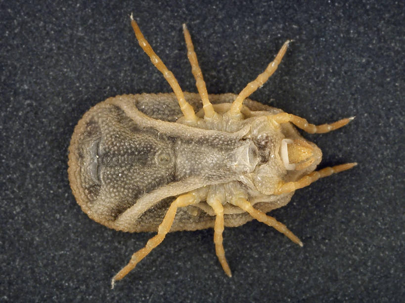 无人,横图,特写,科学,注视,观察,看,生病,摄影,观看,察看,生物学,关注,害虫,彩图