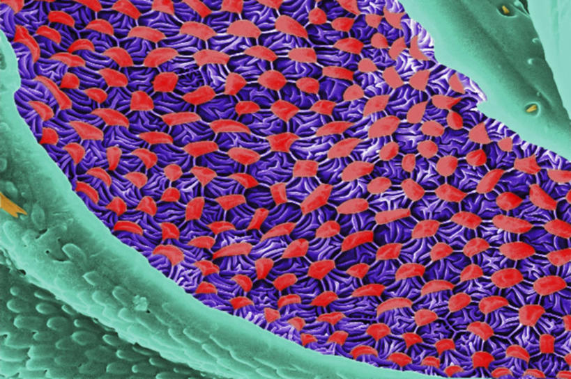无人,横图,科学,红色,蓝色,生病,摄影,生物学,害虫,臭虫,彩图,电子显微镜