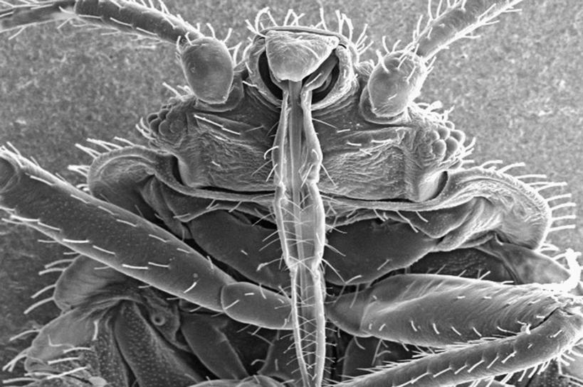 无人,横图,黑白,特写,科学,生病,摄影,生物学,害虫,臭虫,电子显微镜