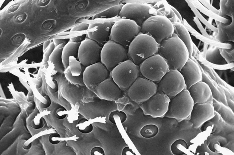 无人,横图,黑白,科学,昆虫,生病,摄影,生物学,害虫,臭虫,电子显微镜