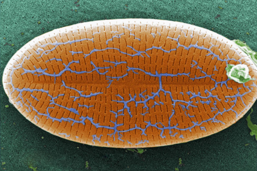 无人,横图,植物,微生物,科学,褐色,蓝色,绿色,自然,摄影,生长,成长,硅藻,单细胞植物,微生物学,彩图,电子显微镜