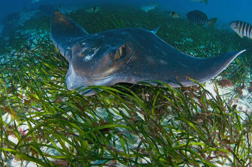 无人,横图,水下,野生动物,澳大利亚,科学,鱼类,动物,摄影,海草,南澳大利亚,喂养,彩图,杰克鱼