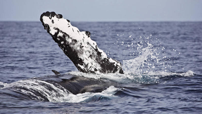 无人,横图,海洋,野生动物,美国,飞溅,溅,自然,动物,两只,摄影,太平洋,夏威夷群岛,驼背鲸,太平洋岛屿,彩图,毛伊岛