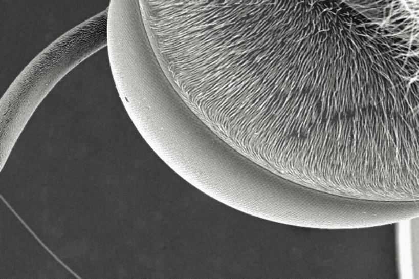 无人,横图,黑白,特写,野生动物,科学,动物,摄影,复眼,电子显微镜