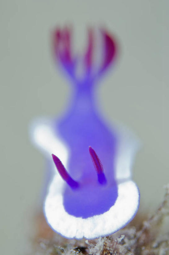 无人,竖图,特写,水下,野生动物,马来西亚,科学,海蛞蝓,贝类,海洋生物,紫色,白色,动物,摄影,软体动物,海兔,水生动物,水生物,海底动物,海兔螺,沙巴州,西里伯斯海,彩图