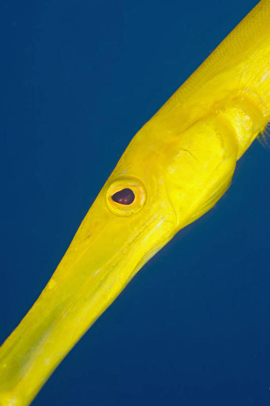 无人,竖图,特写,侧面,水下,野生动物,马来西亚,科学,鱼类,黄色,动物,摄影,沙巴州,西里伯斯海,斑点管口鱼,彩图