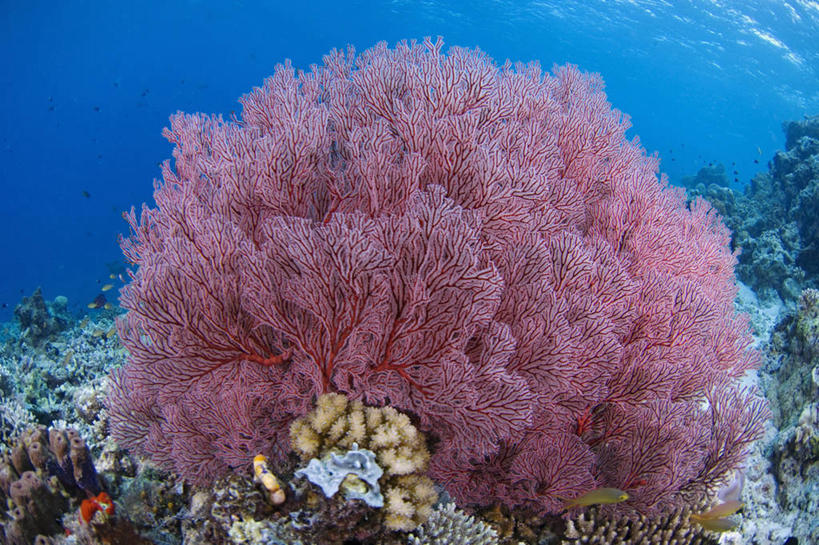 无人,横图,水下,野生动物,马来西亚,科学,海洋生物,无脊椎动物,红色,动物,摄影,腔肠动物,柳珊瑚,珊瑚虫,石帆,沙巴州,海团扇,西里伯斯海,彩图,诗巴丹岛