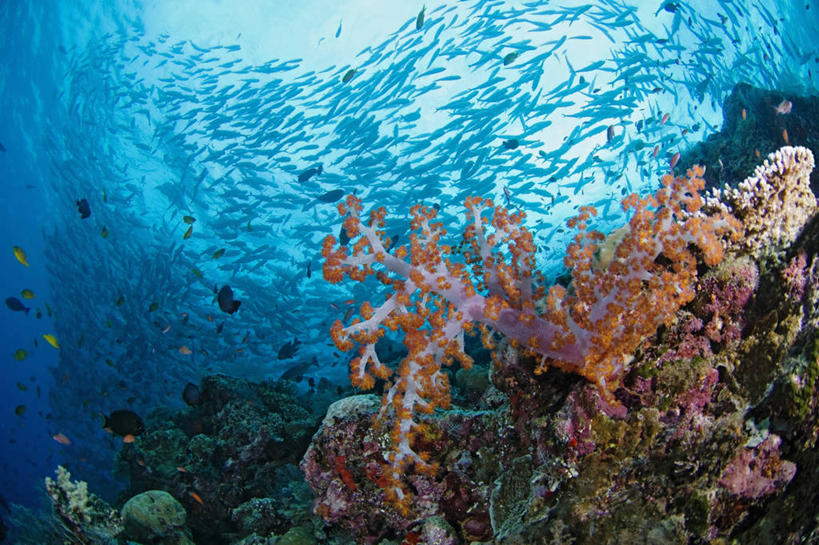 无人,横图,水下,野生动物,马来西亚,一群,许多,丰富,科学,珊瑚,很多,鱼类,海洋生物,无脊椎动物,动物,摄影,生活方式,腔肠动物,软珊瑚,鲹,珊瑚虫,沙巴州,西里伯斯海,暗礁,彩图,大眼鲹,杰克鱼,诗巴丹岛,生态多样性