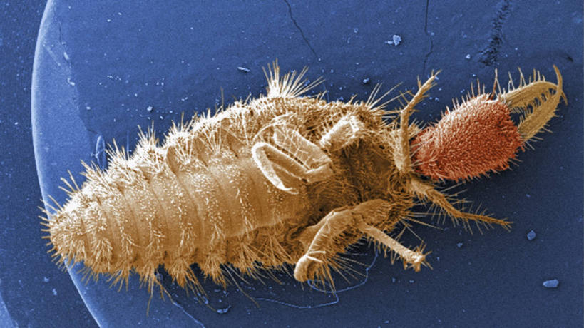 无人,横图,野生动物,科学,注视,蓝色,动物,观察,看,摄影,观看,察看,生物学,胸腔,关注,幼虫,蚁狮,彩图,电子显微镜