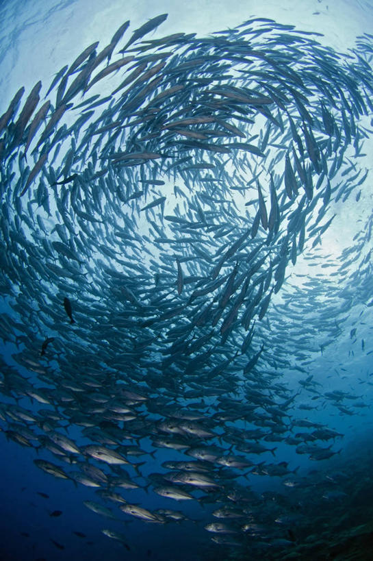 无人,竖图,水下,野生动物,马来西亚,一群,许多,丰富,科学,鱼群,漩涡,很多,鱼类,动物,摄影,旋涡,鲹,式样,沙巴州,西里伯斯海,彩图,大眼鲹,杰克鱼,诗巴丹岛