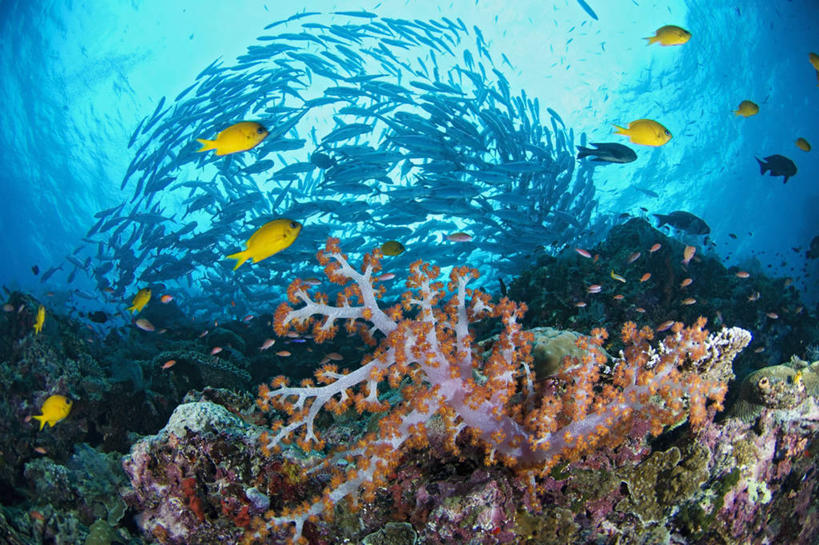 无人,横图,水下,野生动物,马来西亚,一群,许多,丰富,科学,很多,海洋生物,无脊椎动物,动物,摄影,腔肠动物,软珊瑚,海景,鲹,珊瑚虫,沙巴州,西里伯斯海,彩图,大眼鲹,杰克鱼,诗巴丹岛,鳃鱼,生态多样性