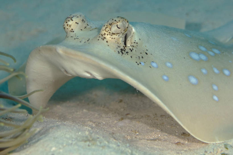 无人,横图,特写,海底,水下,野生动物,马来西亚,科学,沙子,鱼类,动物,摄影,魟,沙巴州,西里伯斯海,彩图