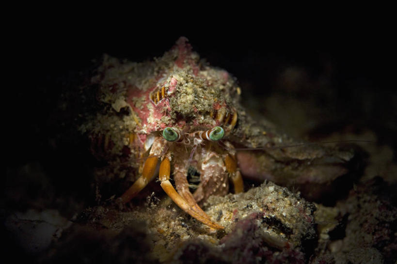 蟹,无人,横图,特写,正面,水下,野生动物,马来西亚,科学,螃蟹,寄居蟹,动物,摄影,伪装,白住房,干住屋,甲壳动物,沙巴州,西里伯斯海,彩图