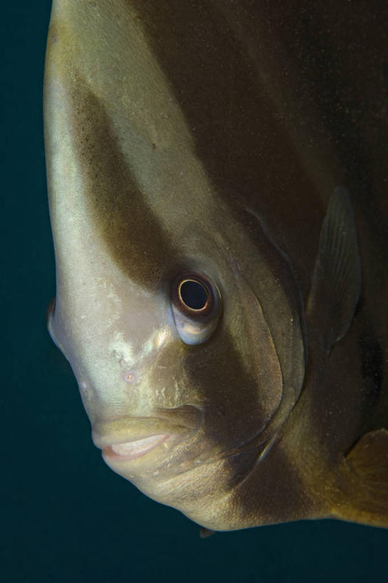 无人,竖图,特写,水下,野生动物,马来西亚,科学,鱼类,动物,摄影,蝙蝠鱼,沙巴州,西里伯斯海,彩图