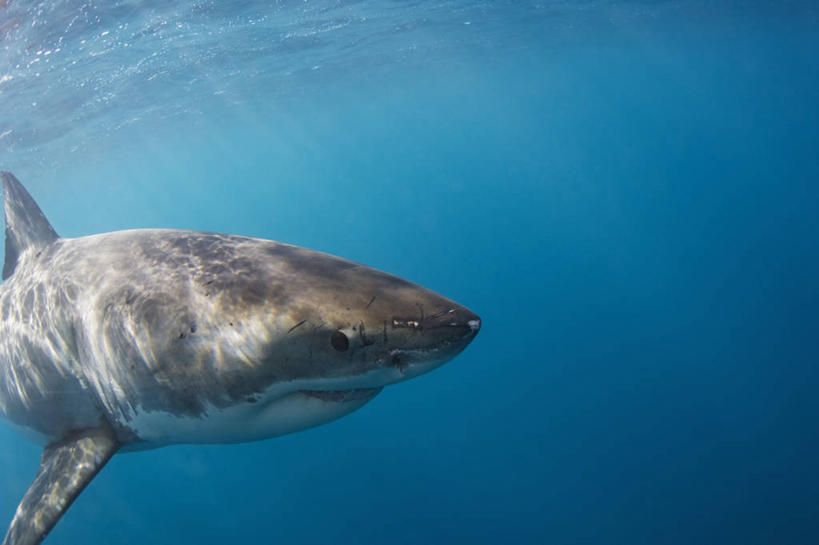 无人,横图,留白,侧面,水下,鲨鱼,野生动物,澳大利亚,科学,动物,摄影,鳍,大白鲨,南澳大利亚,危险,彩图,好奇心