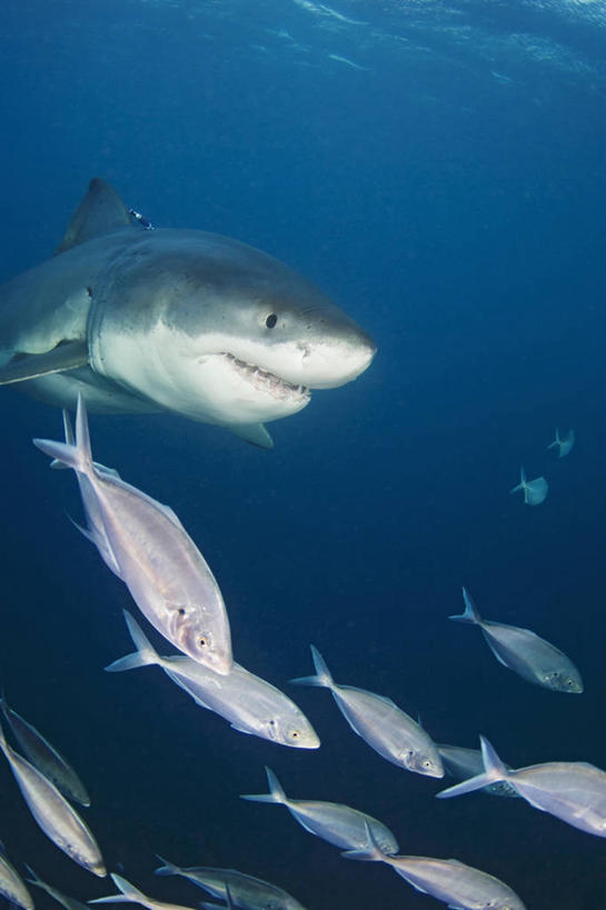 无人,竖图,水下,鲨鱼,野生动物,澳大利亚,生气,科学,鱼群,捕食,鱼类,动物,愤怒,摄影,恼怒,愤慨,怒气,气愤,发怒,怒火,情绪,大白鲨,脾气,忿怒,怨恨,强烈,南澳大利亚,气忿,愤恨,肝火,激动,危险,彩图,杰克鱼